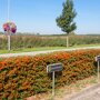 Vuurdoorn (Mobilane kant en klaar haag)